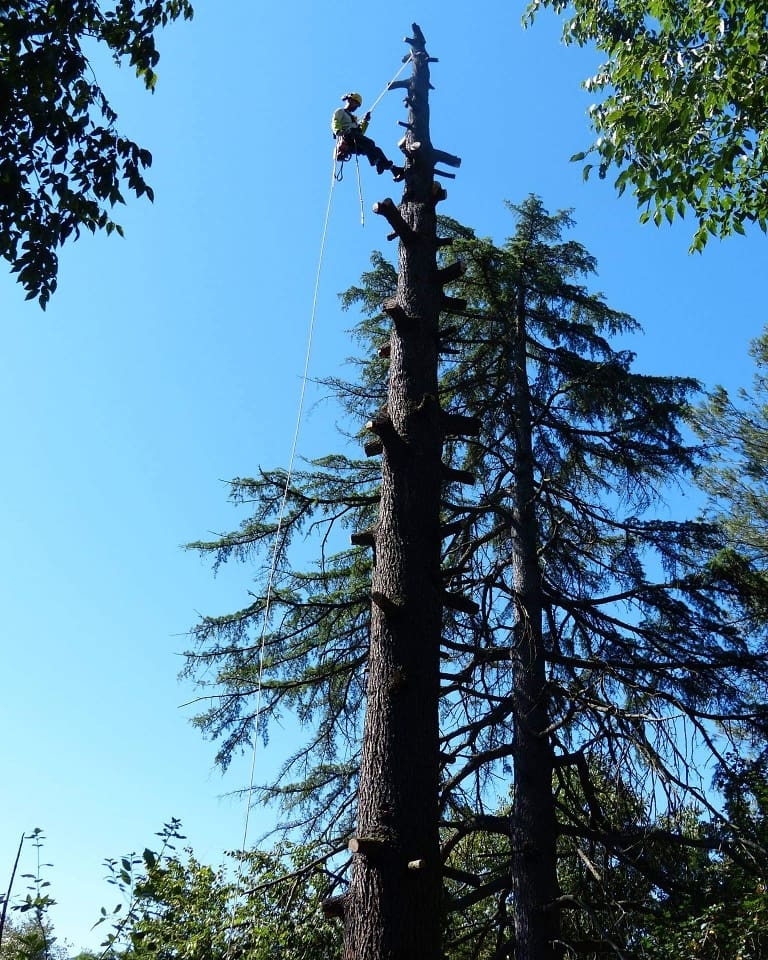 Élagueur grimpeur professionnel au sommet d'un grand sapin lors d'un démontage à Montpellier
