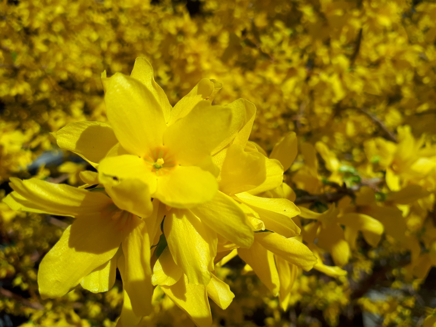 Forsythia en pleine floraison printanière
