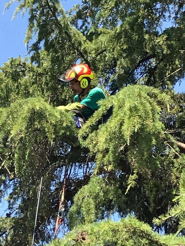 Élagueur grimpeur professionnel dans un cèdre