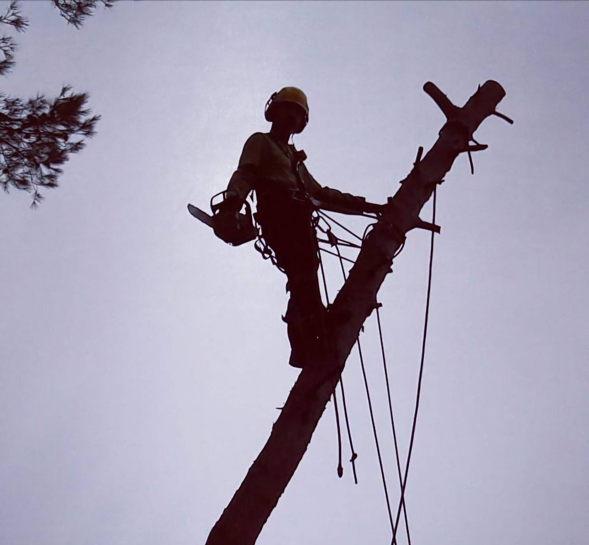 Élagueur grimpeur en silhouette lors d'un démontage d'arbre en hauteur avec tronçonneuse et cordes de sécurité à Montpellier