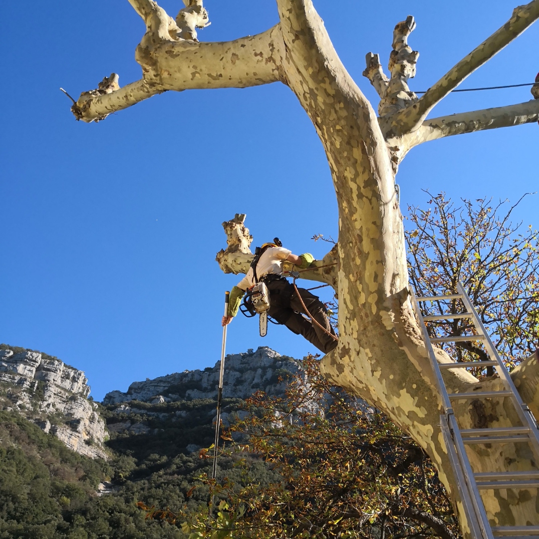 Élagueur grimpeur avec tronçonneuse Stihl sur un platane