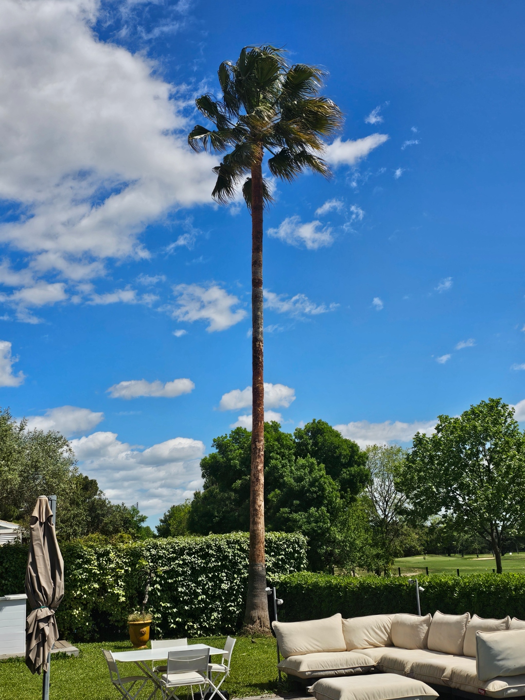 Taille de palmier dans un jardin paysager méditerranéen dans l'Hérault