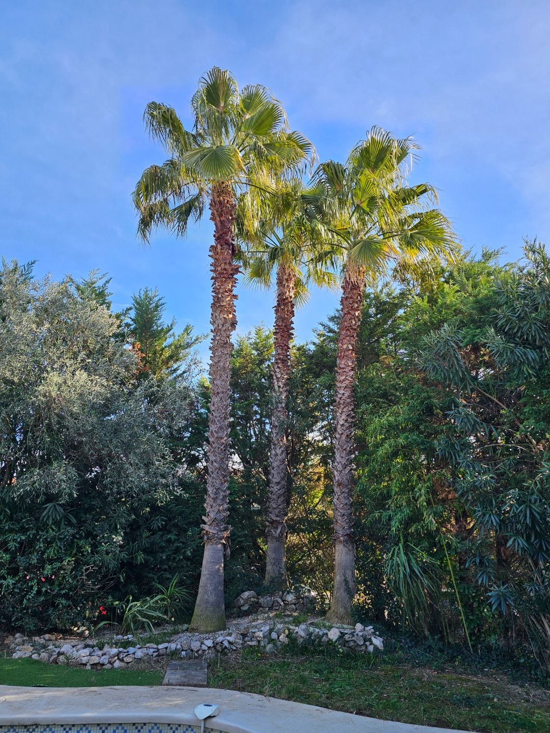 Trois palmiers entretenus dans un jardin méditerranéen
