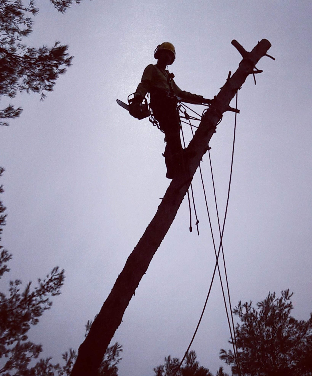 Silhouette d'un élagueur grimpeur au sommet d'un arbre avec cordes